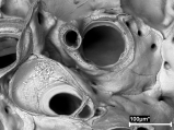 Celleporina derungsi, Holotype, Portugal, author: Reverter Gil, Oscar