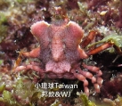 Simocarcinus obtusirostris, author: Dr. Wen-Jou Chen