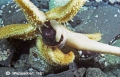 Asteroidea (starfish)