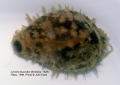 Mollusca (molluscs)