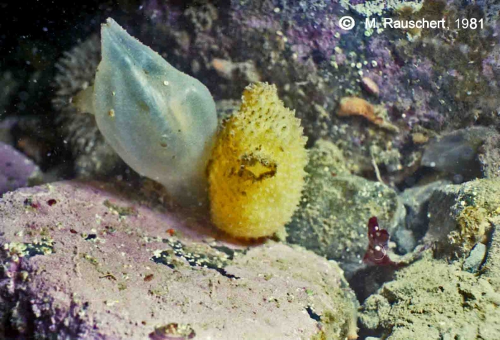 Molgula gigantea & Cnemidocarpa verrucosa Molgula gigantea & Cnemidocarpa verrucosa