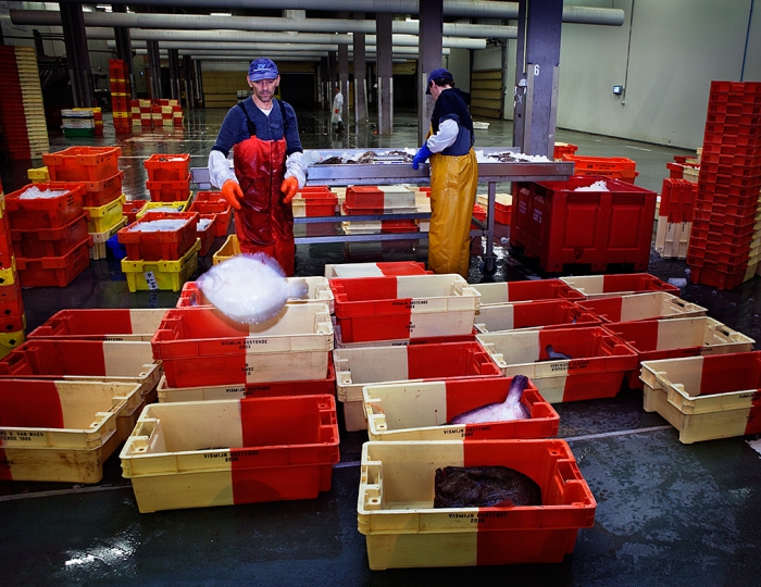 Fish market in the Oostende harbour