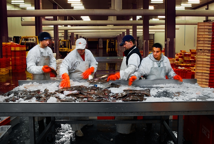 Sorting fish for the Flemish Fish Auction in Ostend harbour, which operates three days a week