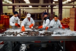 Sorting fish for the Flemish Fish Auction in Ostend harbour, which operates three days a week