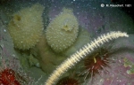 Ascidiacea species