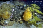 Ascidiacea species