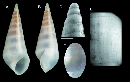Melanella scarifata Gofas & Rueda, 2014 Holotype from Algarrobo Bank, Alboran Sea (actual size 5.1 mm) Melanella scarifata Gofas & Rueda, 2014 Holotype from Algarrobo Bank, Alboran Sea (actual size 5.1 mm)