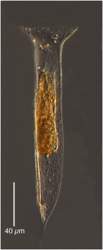 Amphorellopsis tetragona