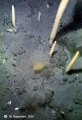 Distaplia cylindrica, author: Martin Rauschert
