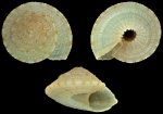 Mollusca (molluscs)