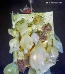 Ascidiacea species