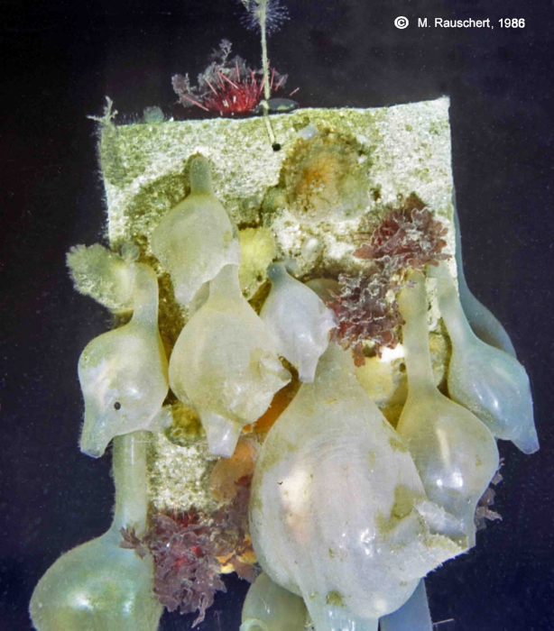 Molgula pedunculata on an artificial substratum. Molgula pedunculata on an artificial substratum.