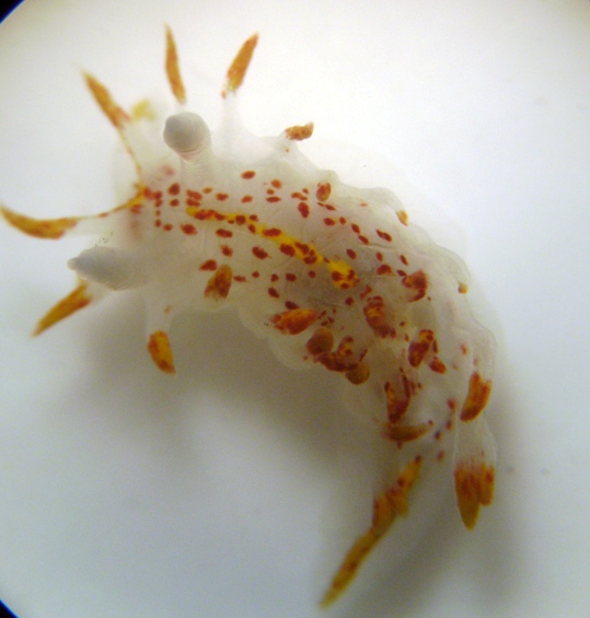 Okenia mediterranea (von Ihering, 1886)Specimen from M’diq, Morocco (11 m, 21/07/2010, actual size 6-8 mm)