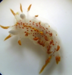 Okenia mediterranea (von Ihering, 1886)Specimen from M’diq, Morocco (11 m, 21/07/2010, actual size 6-8 mm)