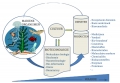 Voorbeelden van producten en diensten ontwikkeld uit natuurlijke grondstoffen uit zee. Herwerkt naar Paper OECD 2012
 