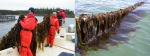 Aquacultuur van een groot bruin zeewier die tot de kelp familie behoort genaamd Alaria esculenta in de Bay of  Fundy (Canada)
 