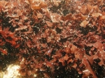 Chondrus crispus