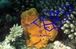 De oceaan herbergt, net door haar specifieke kenmerken, een enorm potentieel aan unieke moleculen.
 