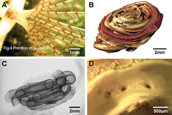 Turbocavus secretus