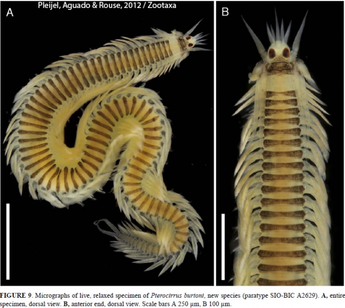 Pterocirrus burtoni Pleijel, Aguado & Rouse, 2012