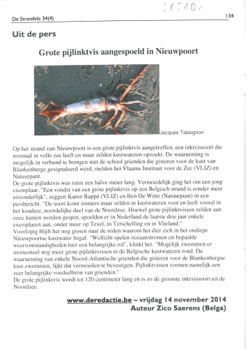 Uit de pers: Grote pijlinktvis aangespoeld in Nieuwpoort