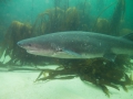Hexanchiformes