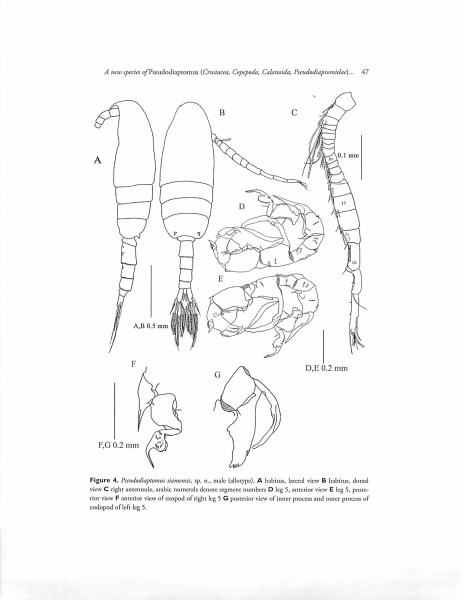 Pseudodiaptomus siamensis Pseudodiaptomus siamensis