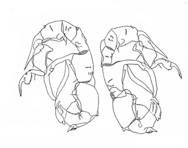 Pseudodiaptomus siamensis male P5 Pseudodiaptomus siamensis male P5