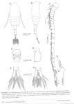  Pseudiaptomus nanseni female