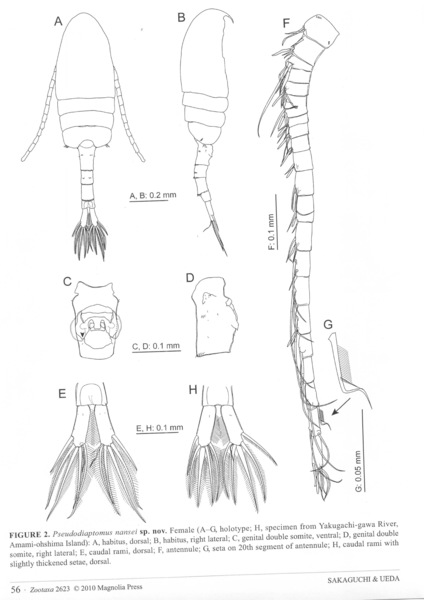 Pseudiaptomus nanseni female Pseudiaptomus nanseni female