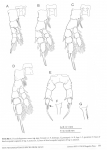  Pseudiaptomus nanseni female P5
