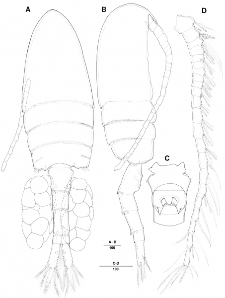 Pseudodiaptomus koreanus female Pseudodiaptomus koreanus female
