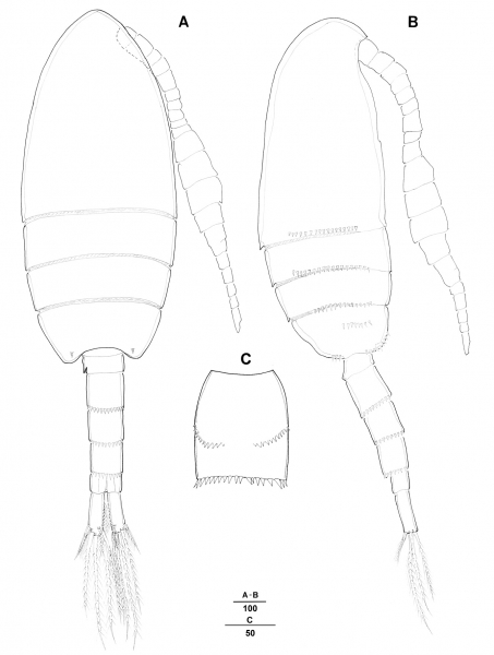 Pseudodiaptomus koreanus male Pseudodiaptomus koreanus male