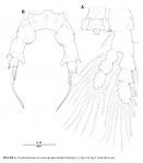 Pseudodiaptomus koreanus  female p5