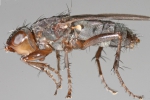 Insecta