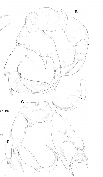 Pseudodiaptomus koreanus male P5 Pseudodiaptomus koreanus male P5