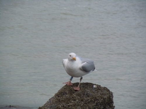 meeuw op strand Blankenberge 16/1/2015