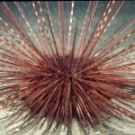 Echinodermata (Echinoderms)