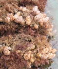 Styela plicata on lanternet of oyster cultive - Penha, Brazil