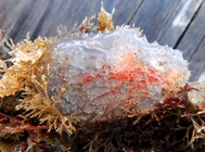 Ascidia aspersa on a dock, Woods Hole