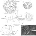 Dendrogramma discoides, author: Just, Jean