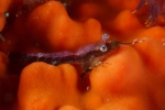 Mysidopsis zsilaveczi