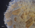 Iphione malifera, author: Piotrowski, Christina