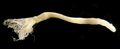 Phoronis emigi