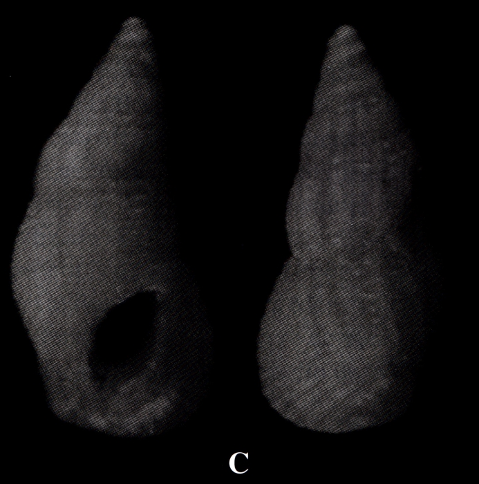 Stosicia fernandezgarcesi Espinosa & Ortea, 2002