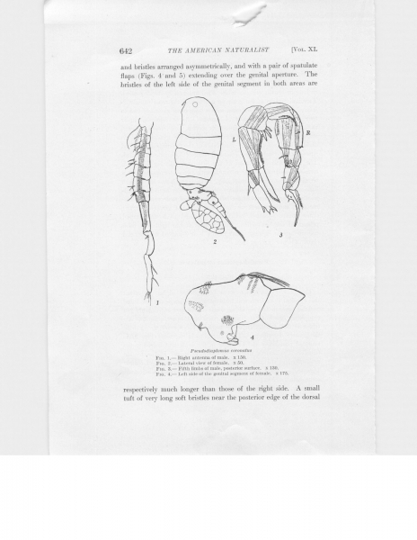 Pseudodiaptomus coronatus Pseudodiaptomus coronatus