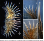 Figure 2 from Blake 2015 redescription