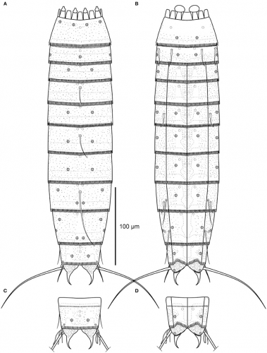 Line art illustrations of Echinoderes skipperae sp. nov Line art illustrations of Echinoderes skipperae sp. nov