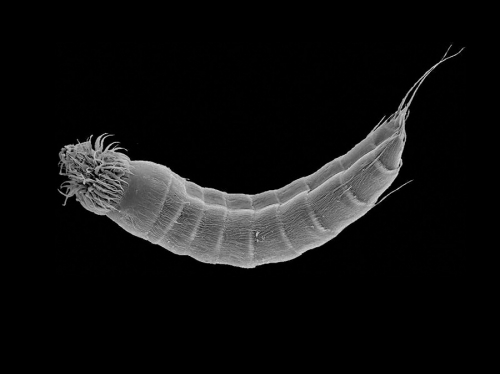 Scanning electron micrograph of Echinoderes skipperae Scanning electron micrograph of Echinoderes skipperae