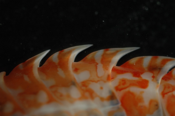 Eusirus perdentatus, detail of back Eusirus perdentatus, detail of back
